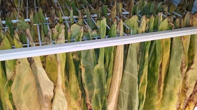 Тепловая сушка Вирджинии. Выжелчивание листа. смотреть онлайн