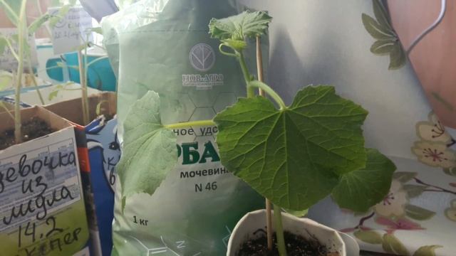 *АЗОТ*ЧТО ВЫБРАТЬ? ОРГАНИЧЕСКОЕ ИЛИ МИНЕРАЛЬНОЕ УДОБРЕНИЕ??? смотреть онлайн