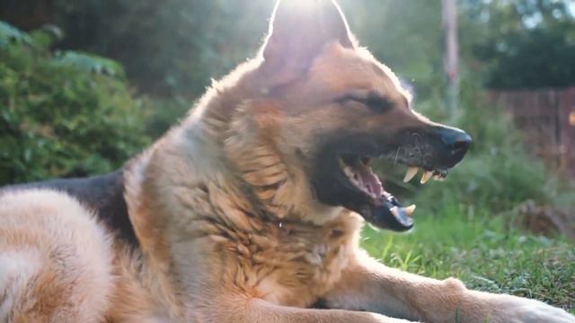 (Labrador or German Shephard)😉Which breed is suitable for us in telugu смотреть онлайн
