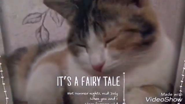Моя киска Соня🐱 собирается ложиться спать😻 смотреть онлайн
