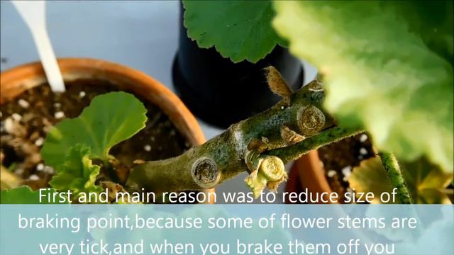 Update On ''Halloween Special:'Beheading Pellies''