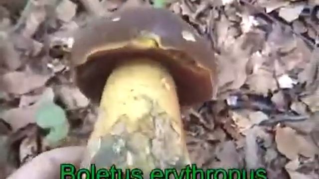 Boletus erythropus смотреть онлайн