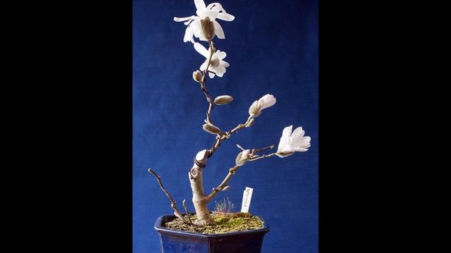 Look Like Magnolia Stellata 'Royal Star'