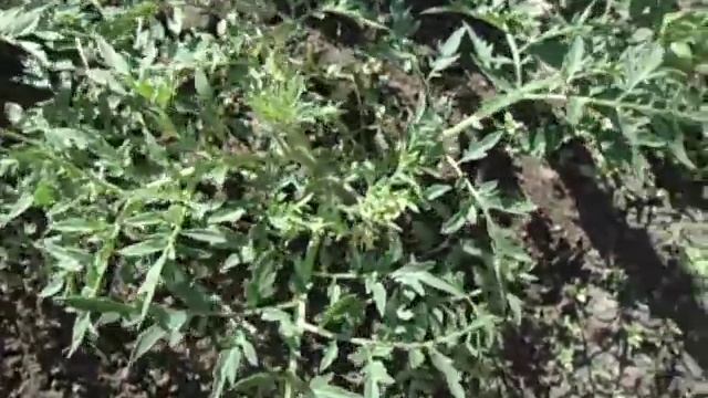 НЕОБЫЧНЫЙ СОРТ ТОМАТА ГОЛУБЫЕ ЕЛИ. Видео Ольги Черновой 17 июня смотреть онлайн