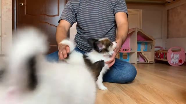 Papillon male, P-litter Кобель папильон, помет П смотреть онлайн
