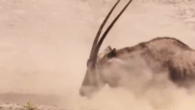 Brave Gemsbok Take Down LIONS With Their Horns To Save Baby Gemsbok Escape - Snake vs Lizard смотреть онлайн
