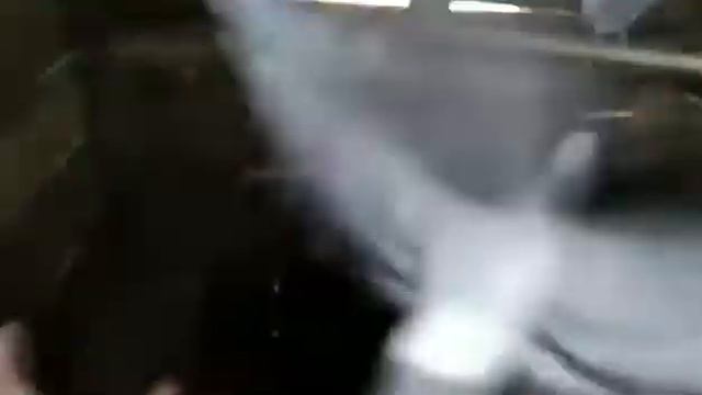 Придбав голубку. смотреть онлайн