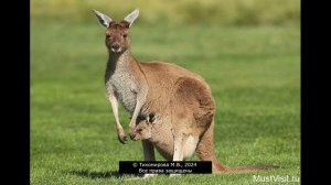 1.15 Рассказы о животных