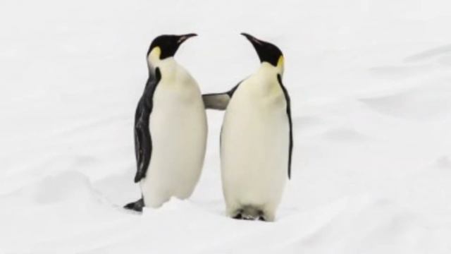 пингвины смотреть онлайн