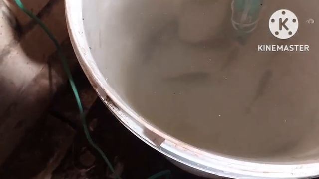 Как сохранить живца до первого льда. Архив 2022 г смотреть онлайн