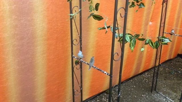 Парк тропических птичек ENIGMA Vld. Синеголовый астрильд. смотреть онлайн