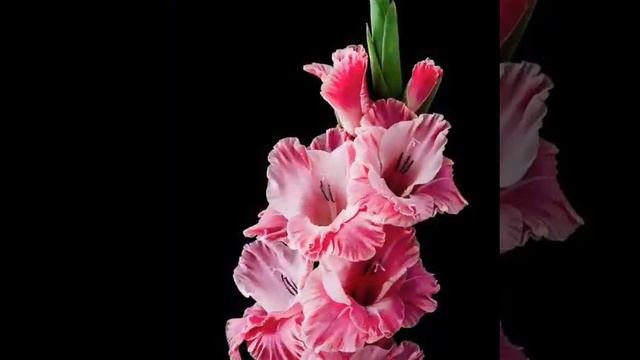 моей бабушке от внука с днём рождения дорогая бабушка смотреть онлайн