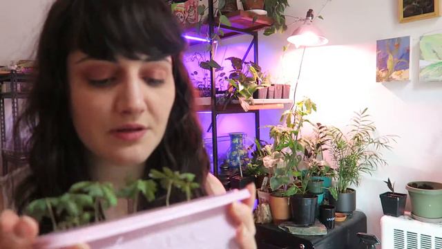 Grow biophytum sensitivum from seed! | Little Tree Plant смотреть онлайн
