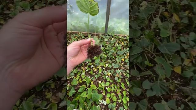 Корни на черенках гортензии🌺 #корни #черенки #гортензия #укоренение #садовыедела #дача #сад #огород смотреть онлайн