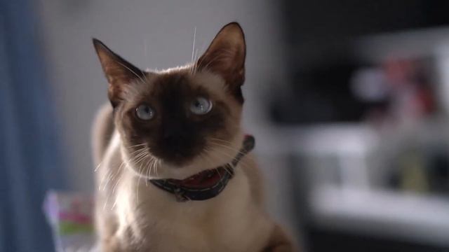 Забавные и милые животные смотреть онлайн