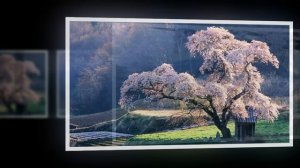 Мелодия  Н Е Б Е С .   Японский саксофон..mp4