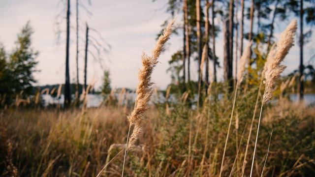 Одиночный поход в лес/  озеро Кщара/сковородка в походе