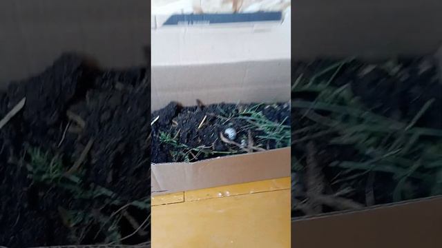 видео про личинок жука носорога 1часть смотреть онлайн