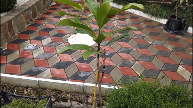 Дафнифиллум (волчелистник), весной! смотреть онлайн