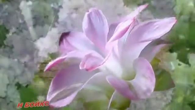СИРЕНИ БЕЛЫЕ ЦВЕТЫ ! смотреть онлайн