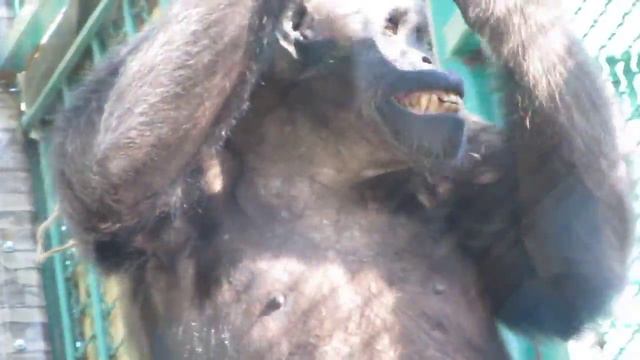 В Сафари парке смотреть онлайн