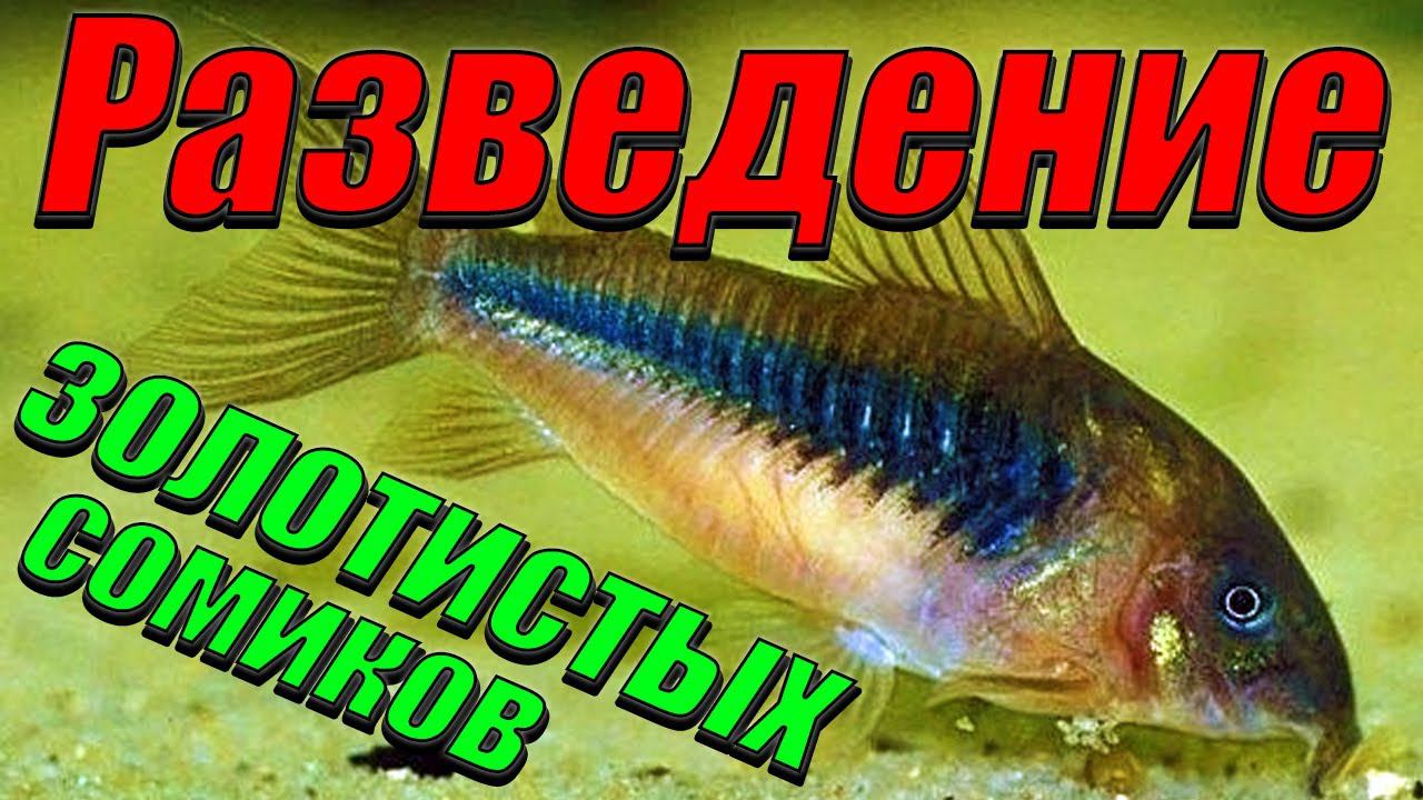 Посадил на нерест золотистых сомиков. смотреть онлайн