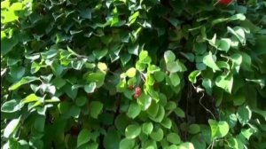 Выращивание лимонника китайского