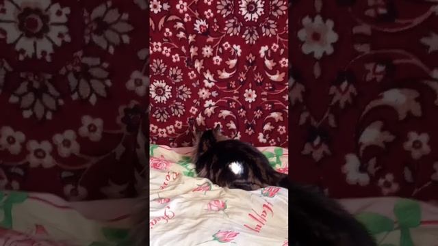 Ловим дзен ❤️ смотреть онлайн