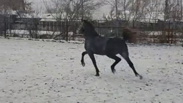 CАПЕР серый жеребец орловской рысистой породы 2018 г.р. (Император - Сицилия). смотреть онлайн