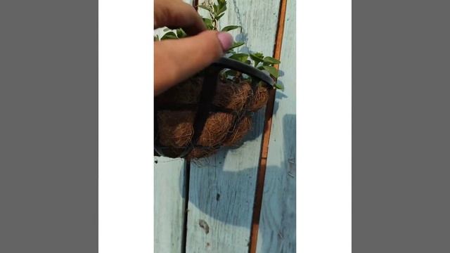 Петунья в покрышках Petunia in the tires смотреть онлайн