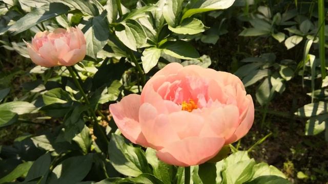 Приз Элси. Новинки сезона 2022 года смотреть онлайн