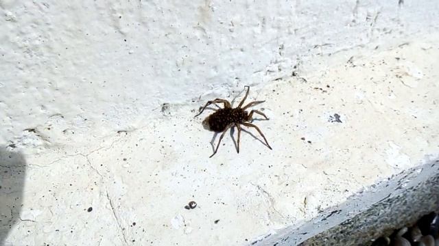 Тарантул - паук из семейства пауков-волков смотреть онлайн