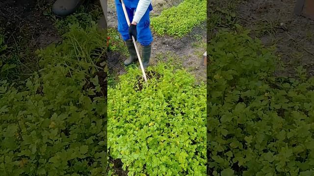 Заделываем сидераты вовремя и правильно! смотреть онлайн