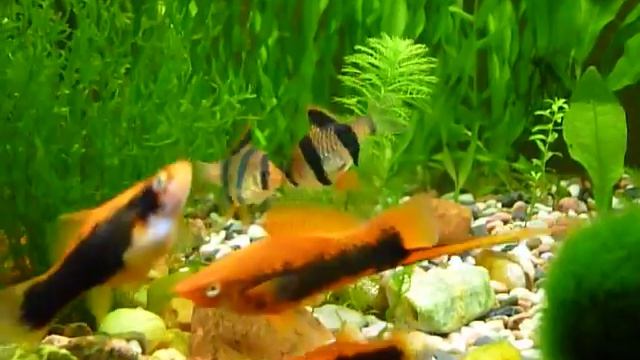 Barbus Sumatranus,Барбус суматранский,Barbus tetrazona смотреть онлайн