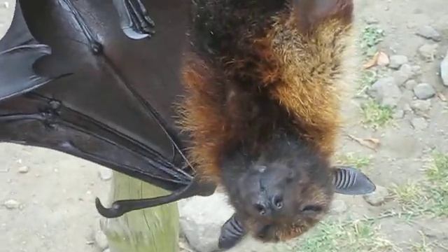 Flying Fox. Летучая мышка