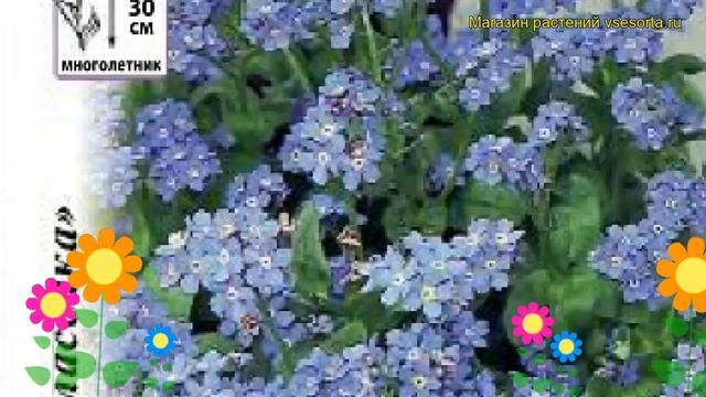 Незабудка садовая Помпадур. Краткий обзор, описание характеристик myosotis sylvatica смотреть онлайн