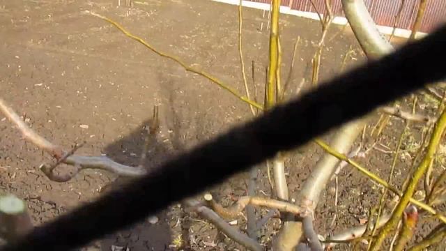 Что делать если груша тянется вверх. Три года от посадки. смотреть онлайн