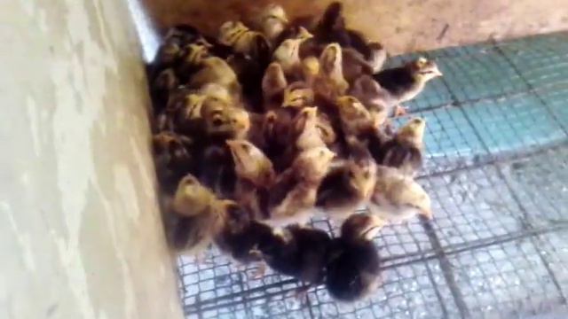 Цыплята Борковские!!!