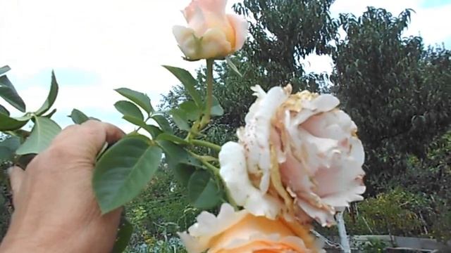 На даче.Не спешите выбрасывать фуксию. Колеусы.Гейхеры.Садовые герани. смотреть онлайн