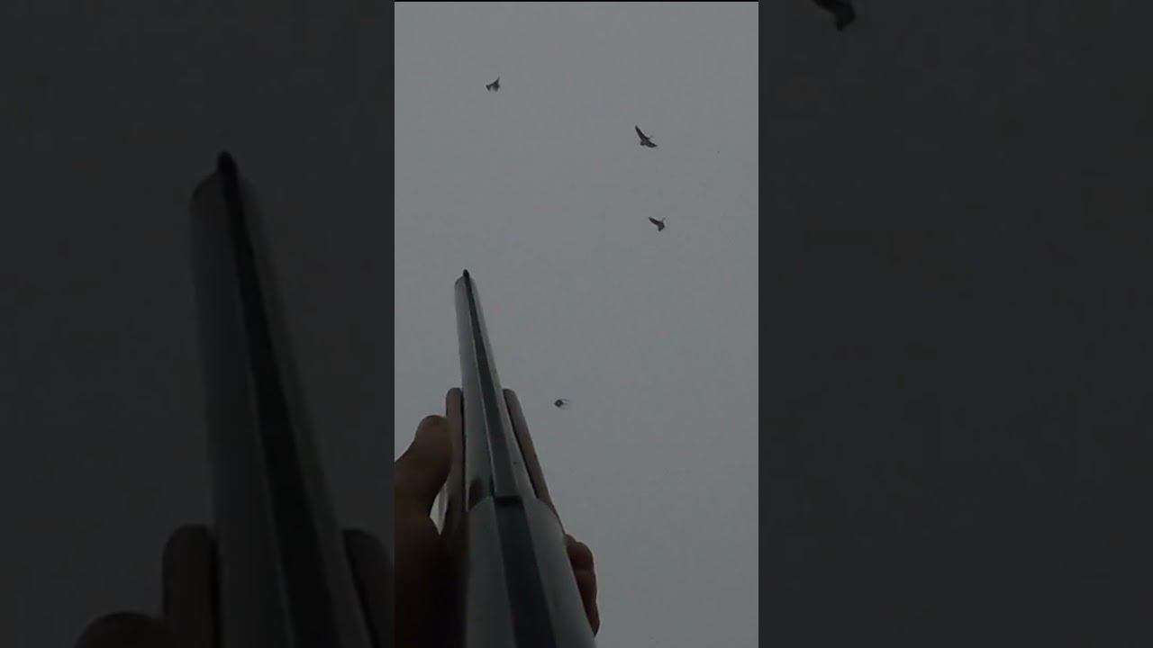 ЛУЧШАЯ ОХОТА НА ГУСЯ. Гусь прет. Тысячи.(архив 2021г.) #охота #охотанагуся смотреть онлайн