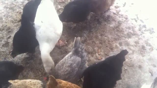 Гуси и куры клюют зерно смотреть онлайн