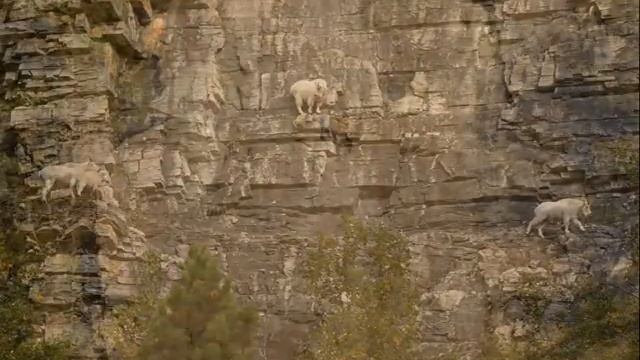Козлы скалолазы / goats climbers смотреть онлайн