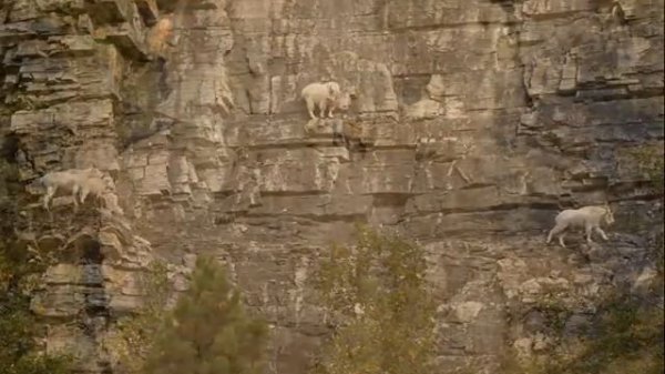 Козлы скалолазы / goats climbers