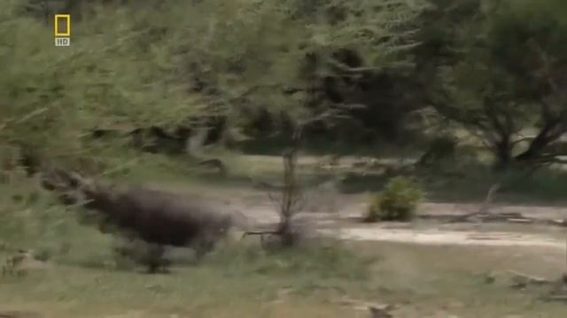 ЛЕОПАРД. ЗЕМЛЯ ЛЕОПАРДА. ДИКАЯ ПРИРОДА. ДОКУМЕНТАЛЬНЫЙ ФИЛЬМ ЛЕОПАРД. LEOPARD