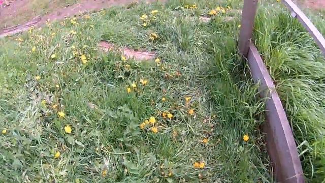 Яйца - увлекательное занятие // Из города в деревню. смотреть онлайн