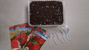 НЕ БОЙТЕСЬ выращивать КЛУБНИКУ ИЗ СЕМЯН! Сделайте ТАК и ВСХОДЫ БУДУТ!