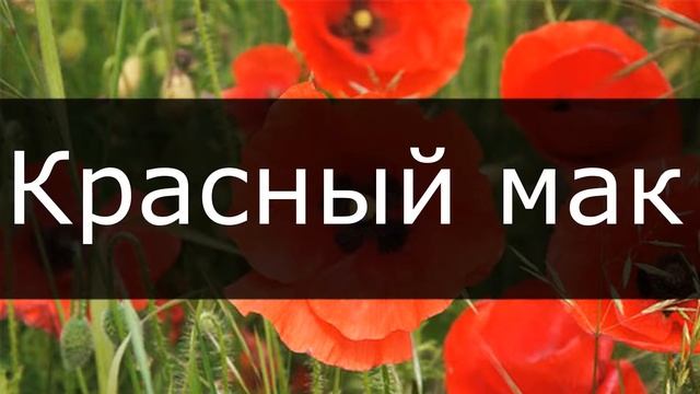 ДЕВА / Какие комнатные цветы подходят по знаку ЗОДИАКА? / Галерея Цветов / Flower Gallery смотреть онлайн