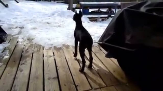 12 Week Doberman Pinscher Puppy First Territory Bark смотреть онлайн
