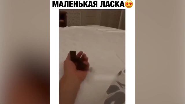 РЖАЧ! СОБАКА НАПИХАЛА ПОЛНЫЙ РОТ - 😜 ЛУЧШАЯ ПОДБОРКА ПРИКОЛОВ 🤣 ПОЗИТИВ! смотреть онлайн