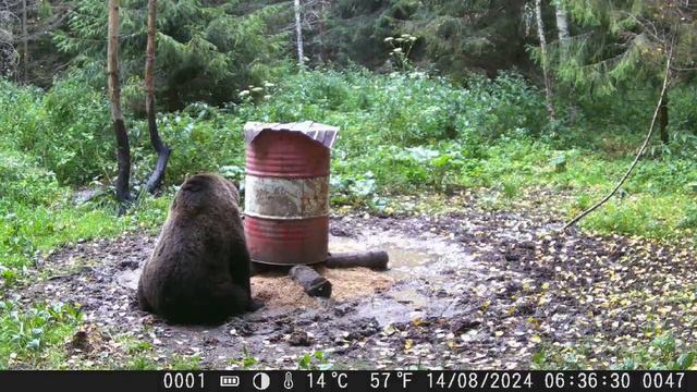 А что у нас на завтрак!🐻 смотреть онлайн